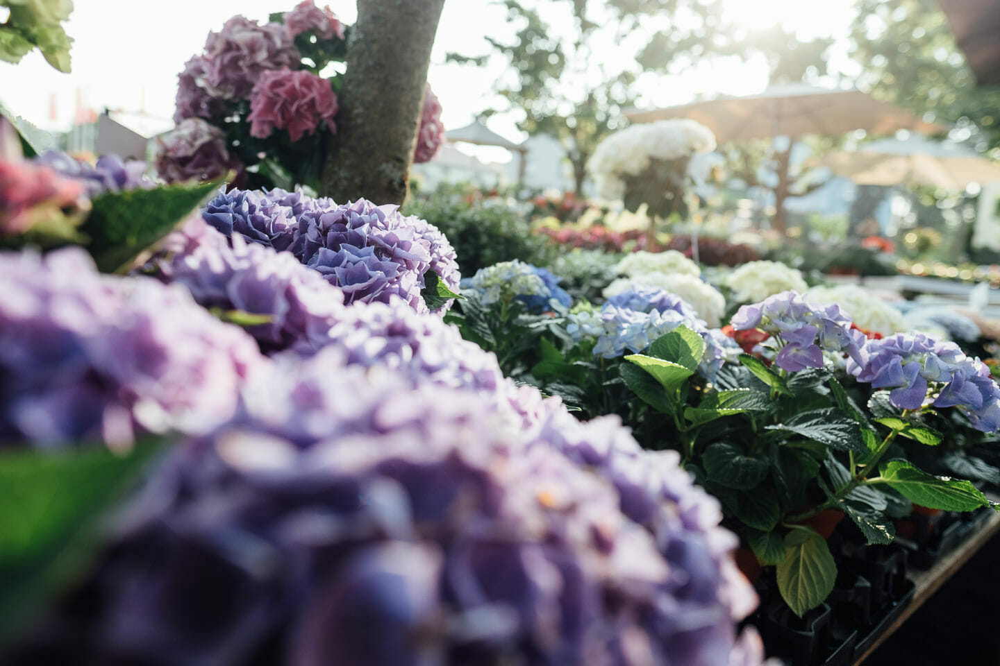 Werbefotografie Floristik Blütenpracht Arbeitsreportage